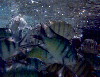 Blue Pearl Bay fish